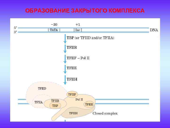 ОБРАЗОВАНИЕ ЗАКРЫТОГО КОМПЛЕКСА 