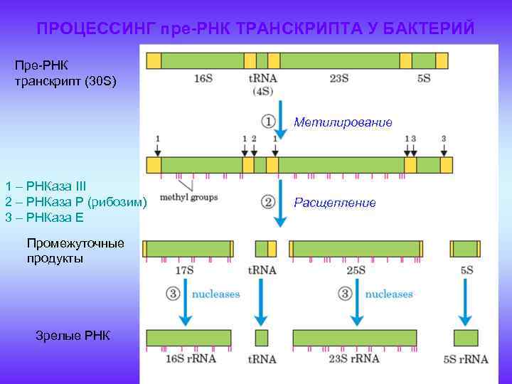 Синтез пре рнк