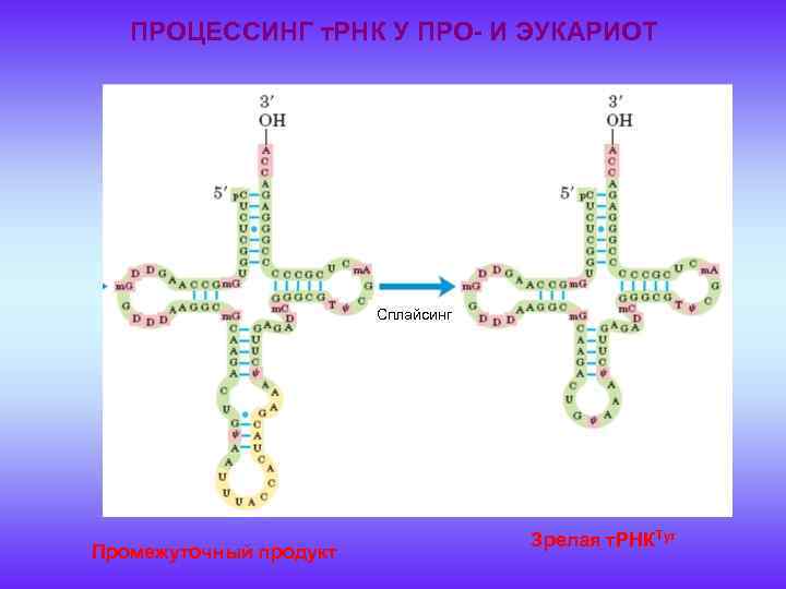 ПРОЦЕССИНГ т. РНК У ПРО- И ЭУКАРИОТ Сплайсинг Промежуточный продукт Зрелая т. РНКTyr 