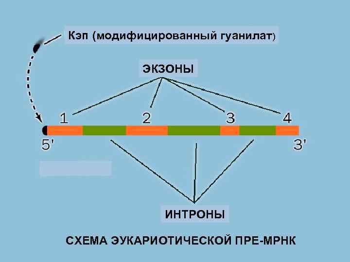 Кэп (модифицированный гуанилат) ЭКЗОНЫ ИНТРОНЫ СХЕМА ЭУКАРИОТИЧЕСКОЙ ПРЕ-МРНК 