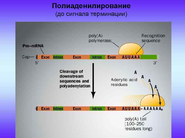 Полиаденилирование (до сигнала терминации) 