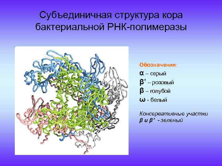 Рнк обмен веществ