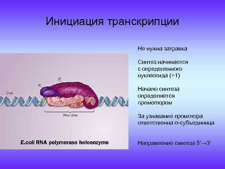 Инициация транскрипции Не нужна затравка Синтез начинается с определенного нуклеотида (+1) Начало синтеза определяется
