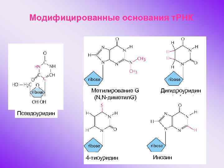 Модифицированные основания т. РНК Н Метилирование G (N, N-диметил. G) Дигидроуридин Псевдоуридин 4 -тиоуридин