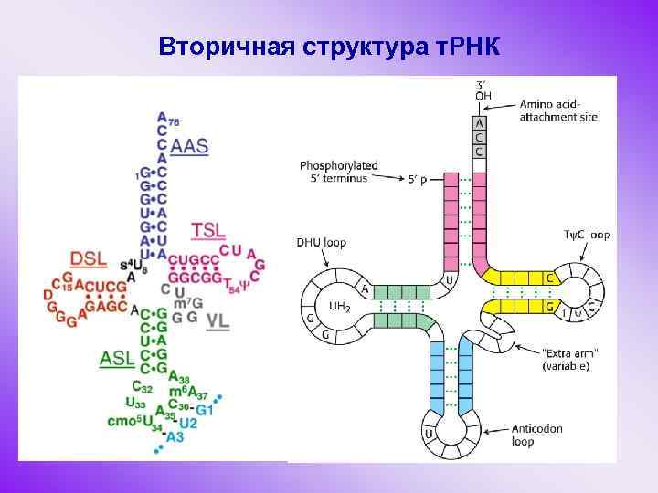 Гцттццацтгттаца установите нуклеотидную последовательность участка трнк