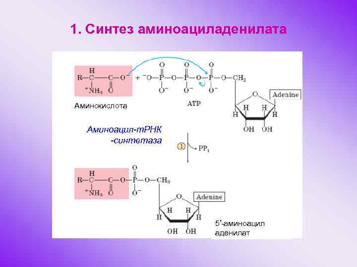 1. Синтез аминоациладенилата Аминокислота Аминоацил-т. РНК -синтетаза 5’-аминоацил аденилат 