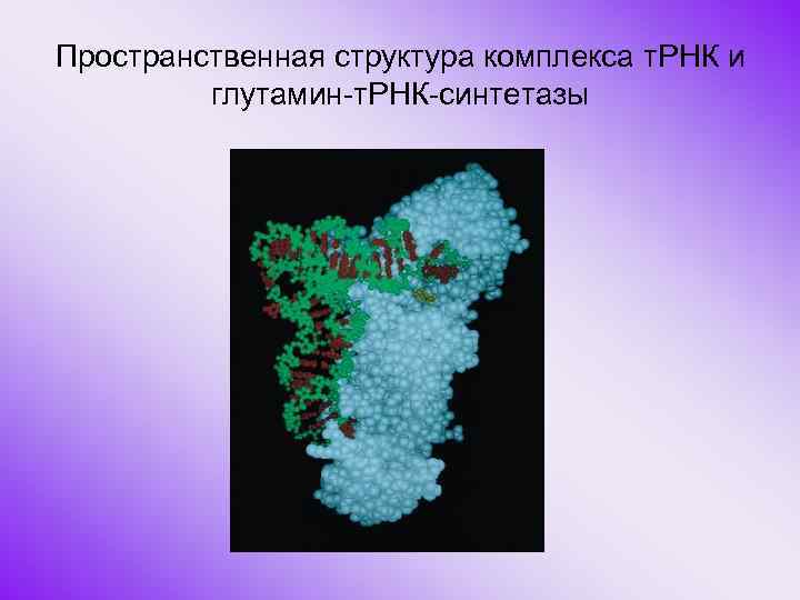 Пространственная структура комплекса т. РНК и глутамин-т. РНК-синтетазы 