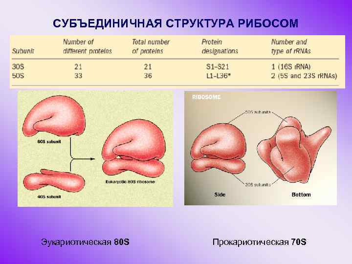 70s рибосомы. 70s и 80s рибосомы. Рибосомы 70 и 80 s. Рибосомы 70s и 80s что это значит. Рибосомы 70s у кого.