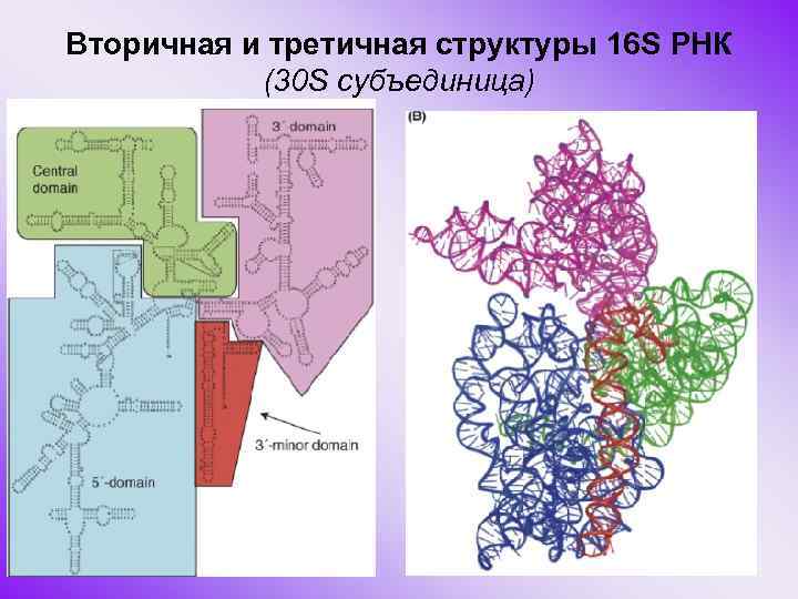 Вторичная и третичная структуры 16 S РНК (30 S субъединица) 