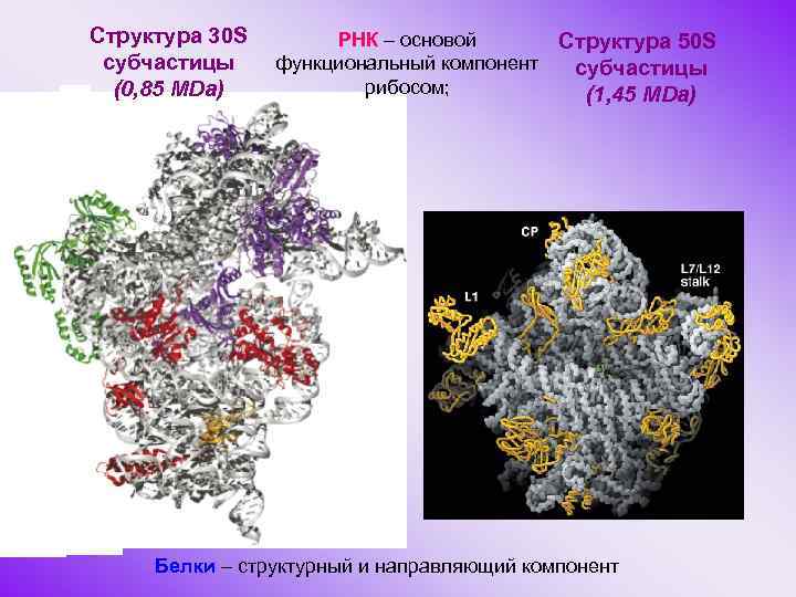 Структура 30 S субчастицы (0, 85 MDa) РНК – основой функциональный компонент рибосом; Структура