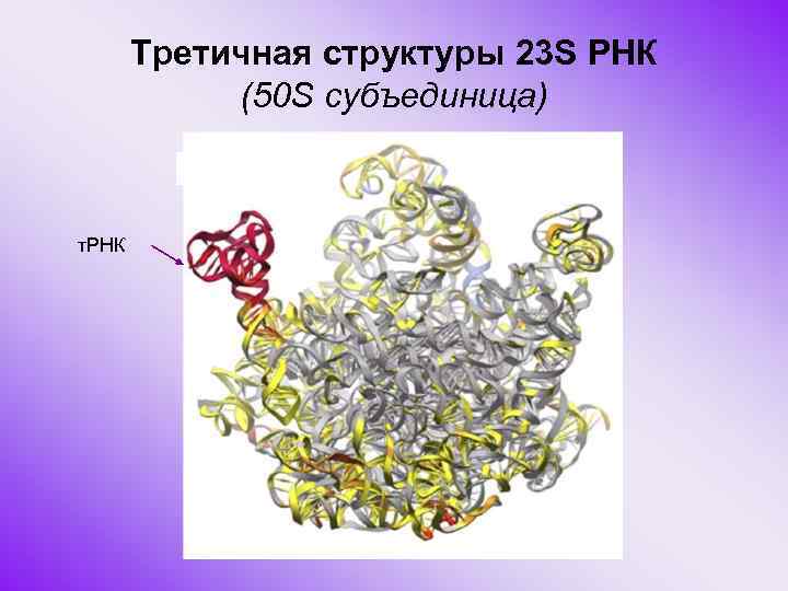 Третичная структуры 23 S РНК (50 S субъединица) т. РНК 