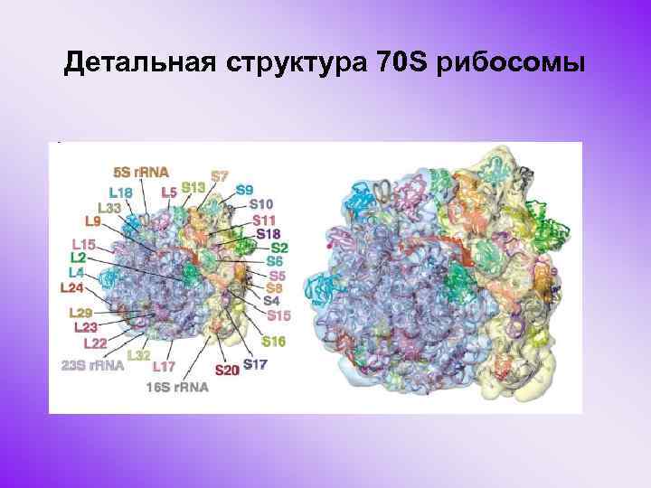 Детальная структура 70 S рибосомы 