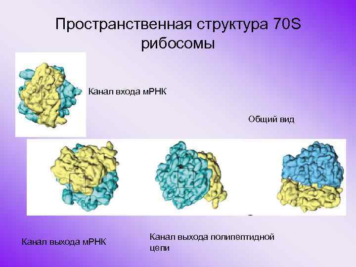 Пространственная структура 70 S рибосомы Канал входа м. РНК Общий вид Канал выхода м.