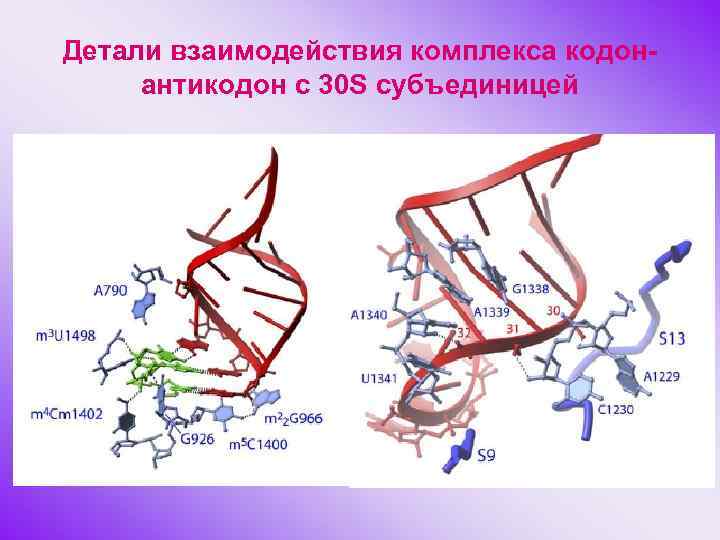 Детали взаимодействия комплекса кодонантикодон с 30 S субъединицей 