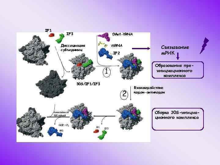 IF 1 IF 3 f. Met-t. RNA Диссоциация субъединиц m. RNA IF 2 Связывание