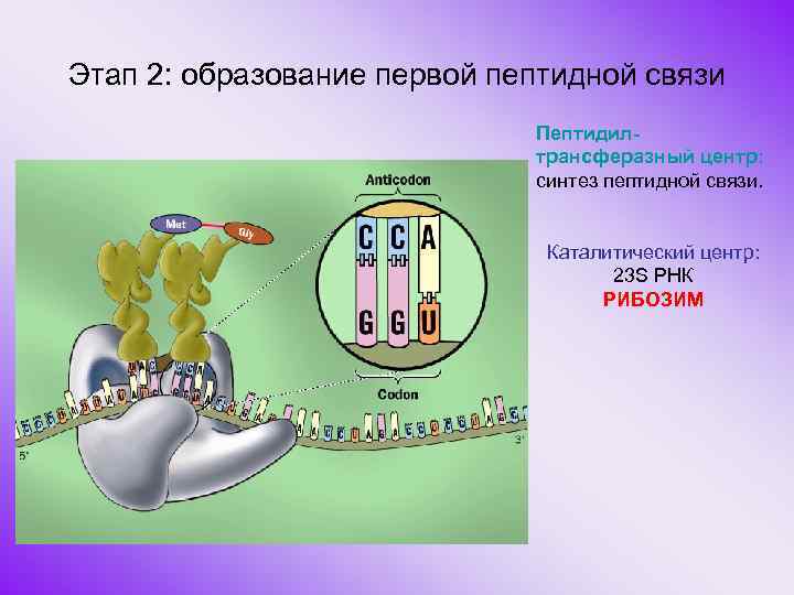 Этап 2: образование первой пептидной связи Пептидилтрансферазный центр: синтез пептидной связи. Каталитический центр: 23