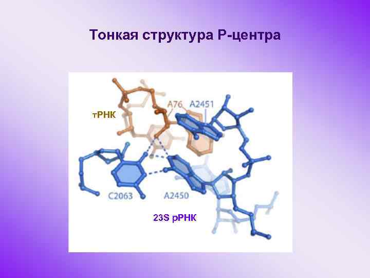 Тонкая структура Р-центра т. РНК 23 S р. РНК 