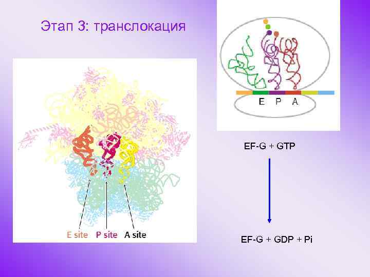 Этап 3: транслокация EF-G + GTP EF-G + GDP + Pi 