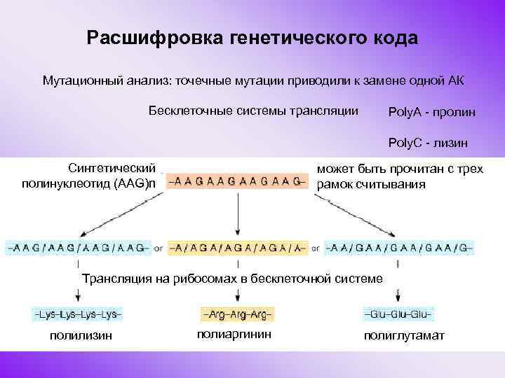 Процессу реализации генетической информации отвечает схема