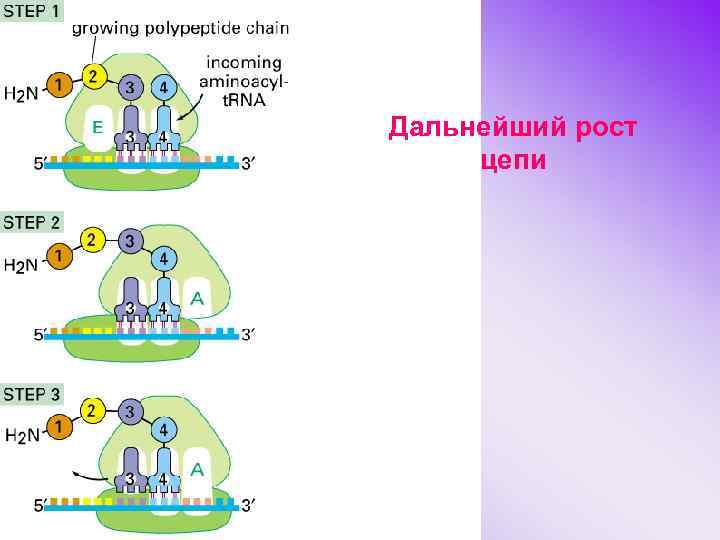 Дальнейший рост цепи 