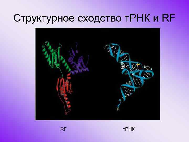Структурное сходство т. РНК и RF RF т. РНК 