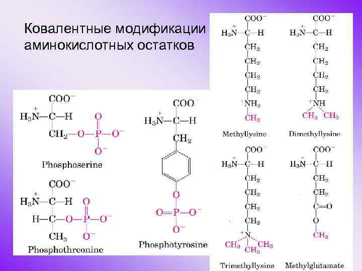 Ковалентные модификации аминокислотных остатков 