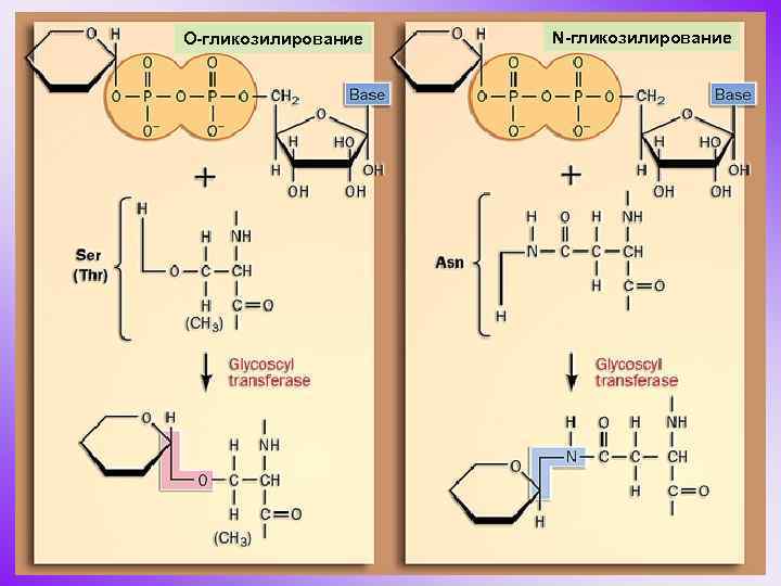 О-гликозилирование N-гликозилирование 