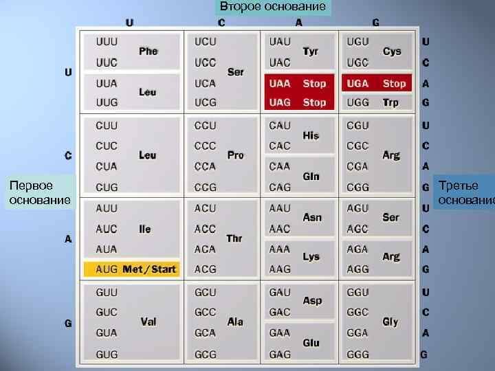 Второе основание Первое основание Третье основание 