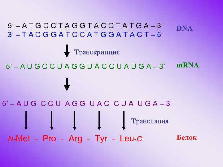 5’ – A T G C C T A G G T A C