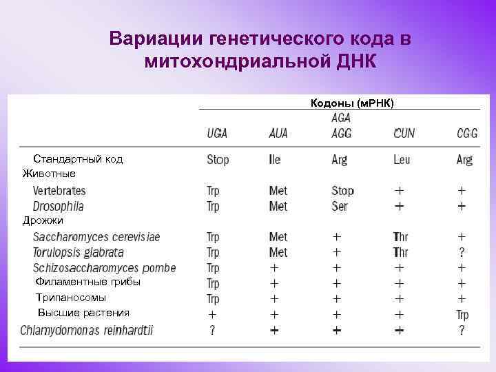 Вариации генетического кода в митохондриальной ДНК Кодоны (м. РНК) Стандартный код Животные Дрожжи Филаментные