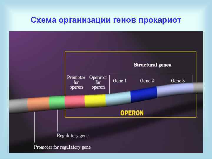 Схема организации генов прокариот 