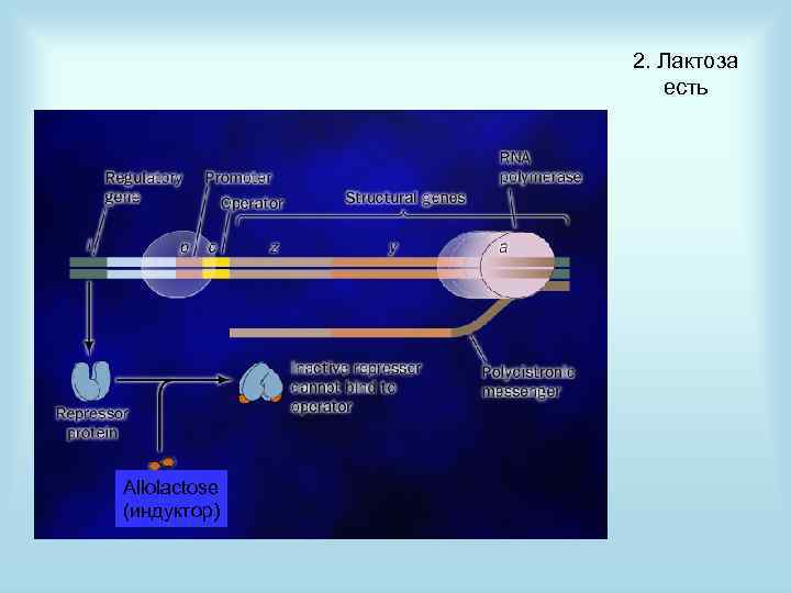 2. Лактоза есть Allolactose (индуктор) 