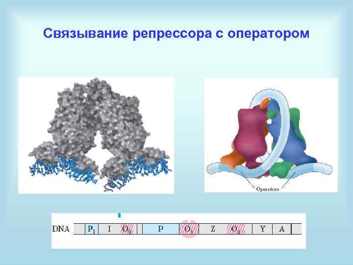 Связывание репрессора с оператором 