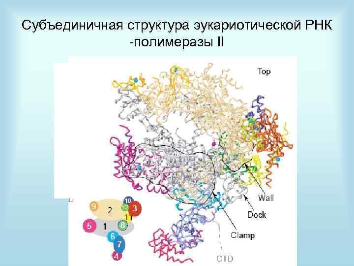 Субъединичная структура эукариотической РНК -полимеразы II И 