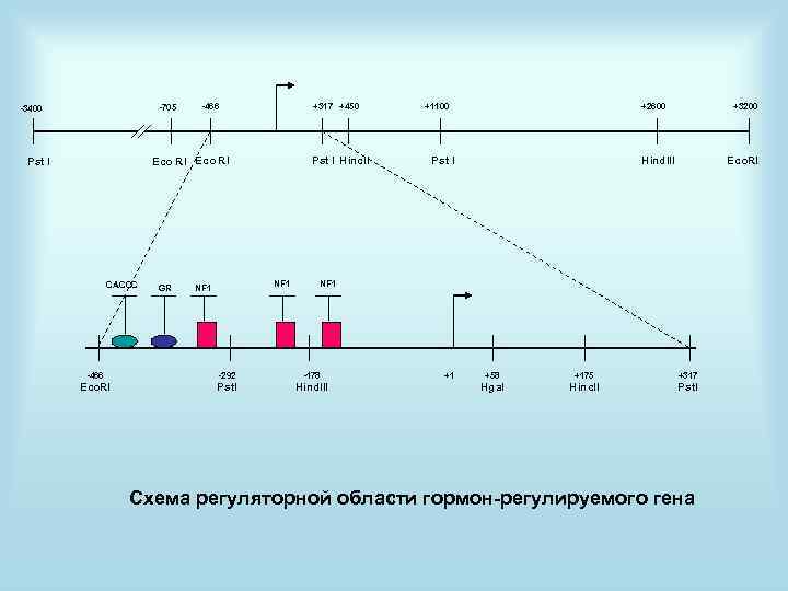 -705 -3400 -466 +317 +450 Eco RI Pst I CACCC GR Pst I Hinc.