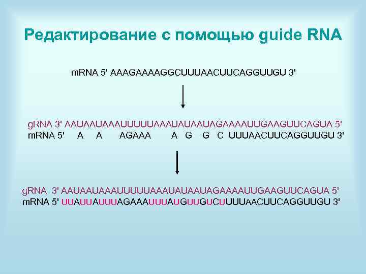 Редактирование с помощью guide RNA m. RNA 5' AAAGAAAAGGCUUUAACUUCAGGUUGU 3' g. RNA 3' AAUAAUAAAUUUUUAAAUAUAAUAGAAAAUUGAAGUUCAGUA