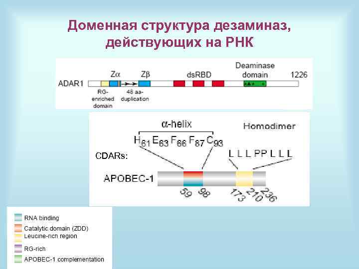 Доменная структура дезаминаз, действующих на РНК CDARs: 