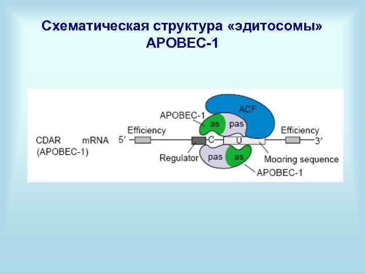 Схематическая структура «эдитосомы» АРОВЕС-1 
