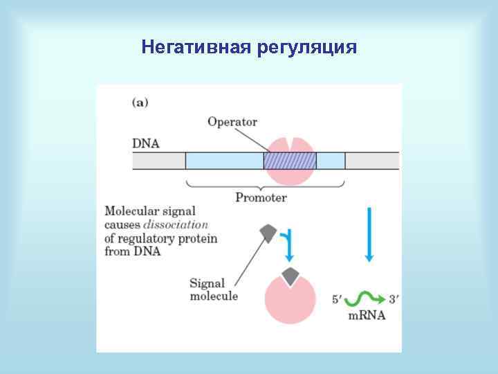 Негативная регуляция 