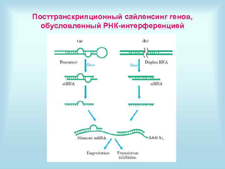 Посттранскрипционный сайленсинг генов, обусловленный РНК-интерференцией 
