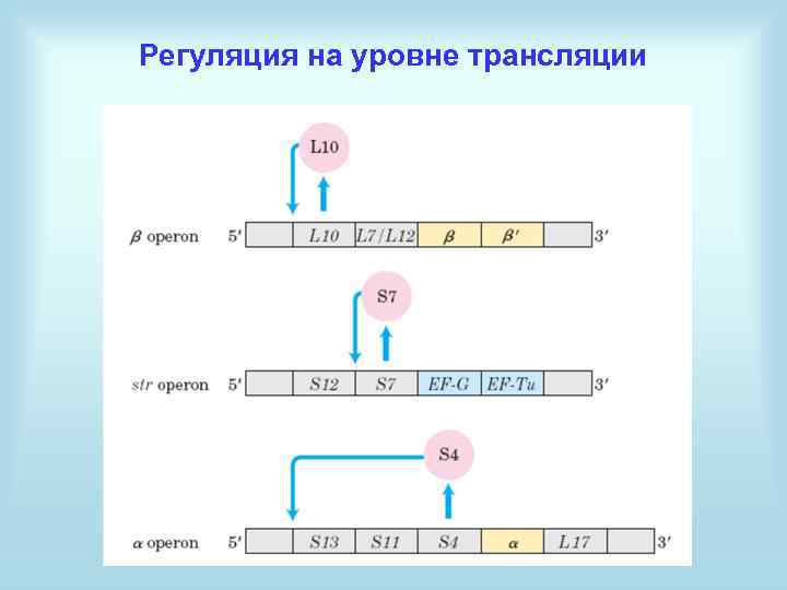 Регуляция на уровне трансляции 