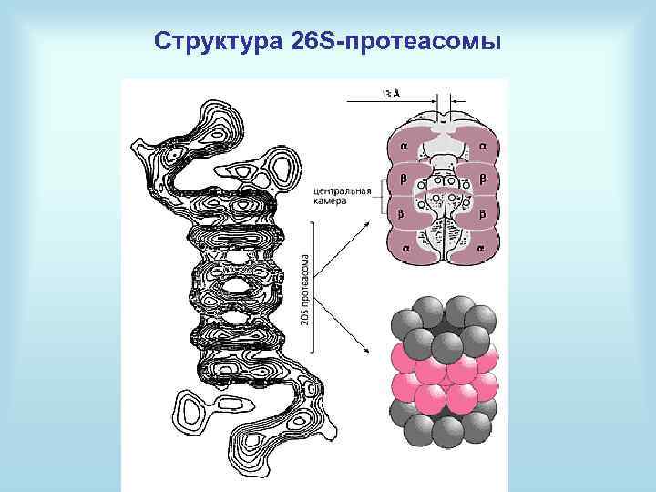 Структура 26 S-протеасомы 