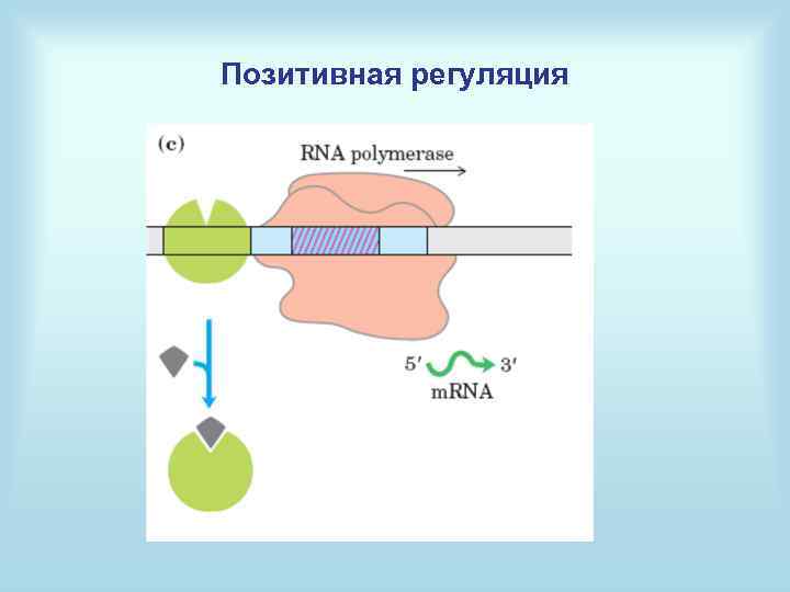 Позитивная регуляция 