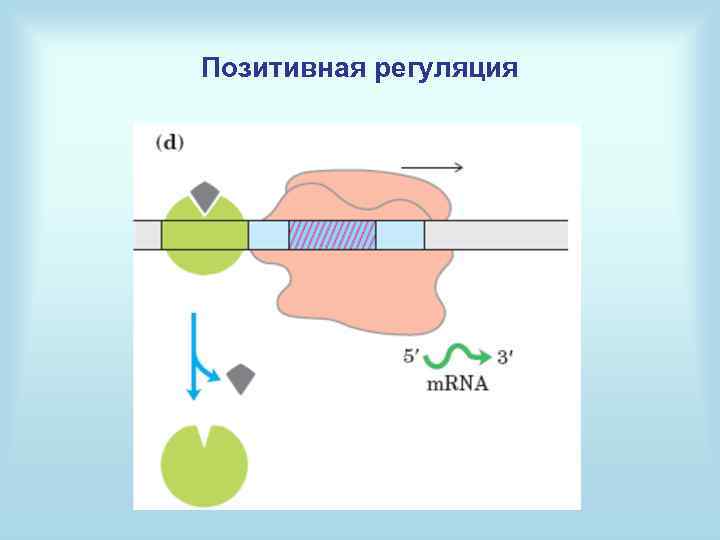 Позитивная регуляция 
