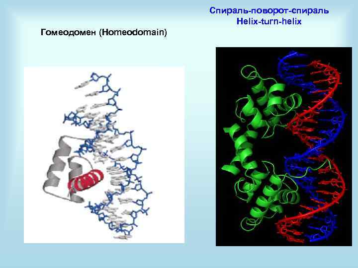 Спираль-поворот-спираль Helix-turn-helix Гомеодомен (Homeodomain) 