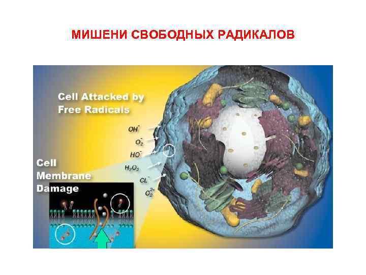 МИШЕНИ СВОБОДНЫХ РАДИКАЛОВ 