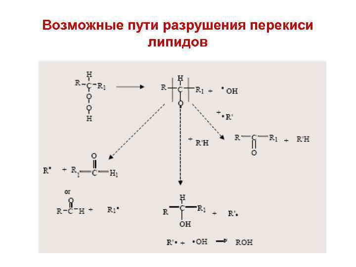 Возможные пути разрушения перекиси липидов 