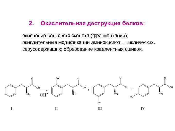 2. Окислительная деструкция белков: окисление белкового скелета (фрагментация); окислительные модификации аминокислот – циклических, серусодержащих;