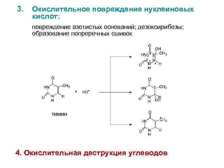 3. Окислительное повреждение нуклеиновых кислот: повреждение азотистых оснований; дезоксирибозы; образование попреречных сшивок тимин 4.