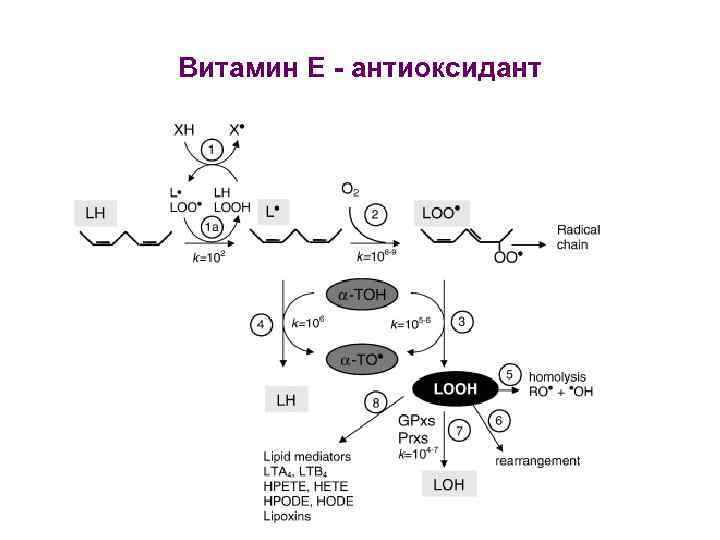 Витамин Е - антиоксидант 